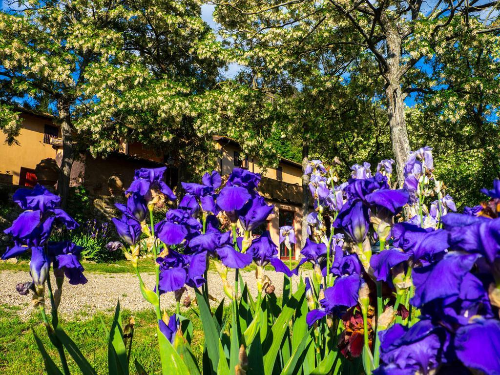Agriturismo Verde Oliva Баньйо-а-Ріполі Екстер'єр фото